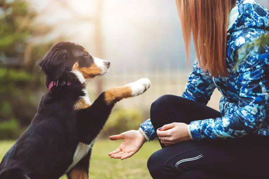 pata de perro