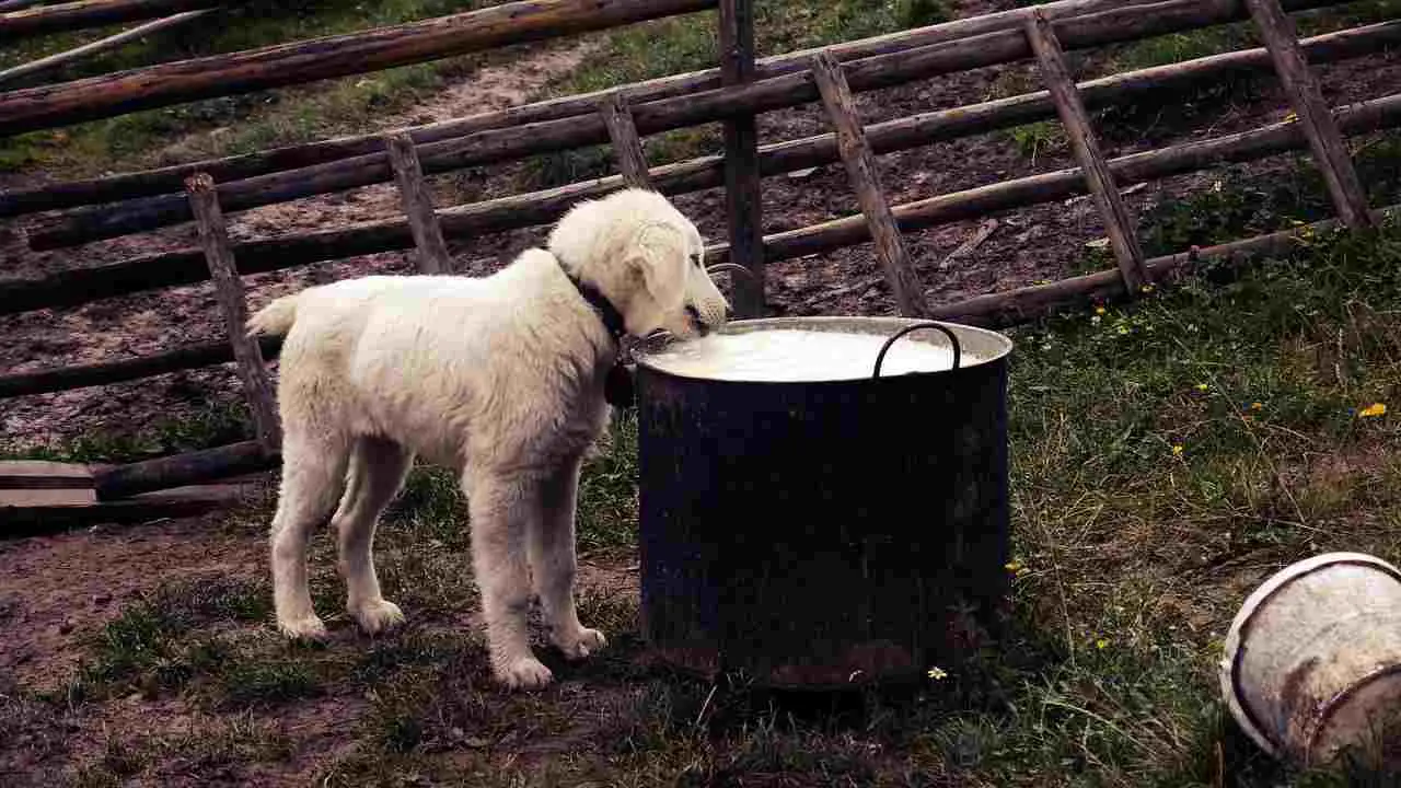 perro lactosa