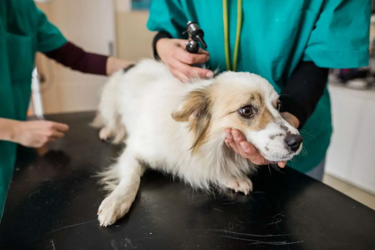 Sangre en la orina del perro: descubramos las causas y los remedios