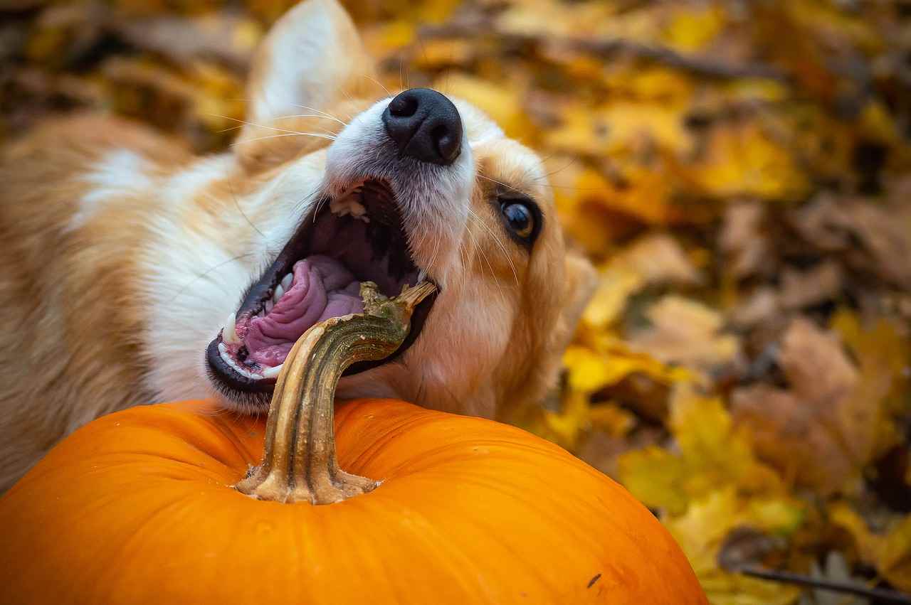 Frutas Y Verduras De Otoño Todas Las Recomendadas Para Perros Vida