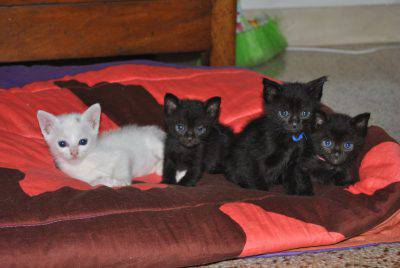 gatitos