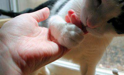 afecto gato 1