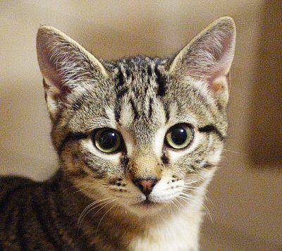 gato_europeo3