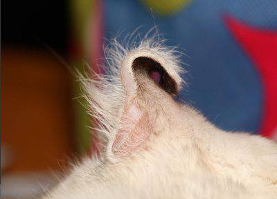 rizo de oreja de gato