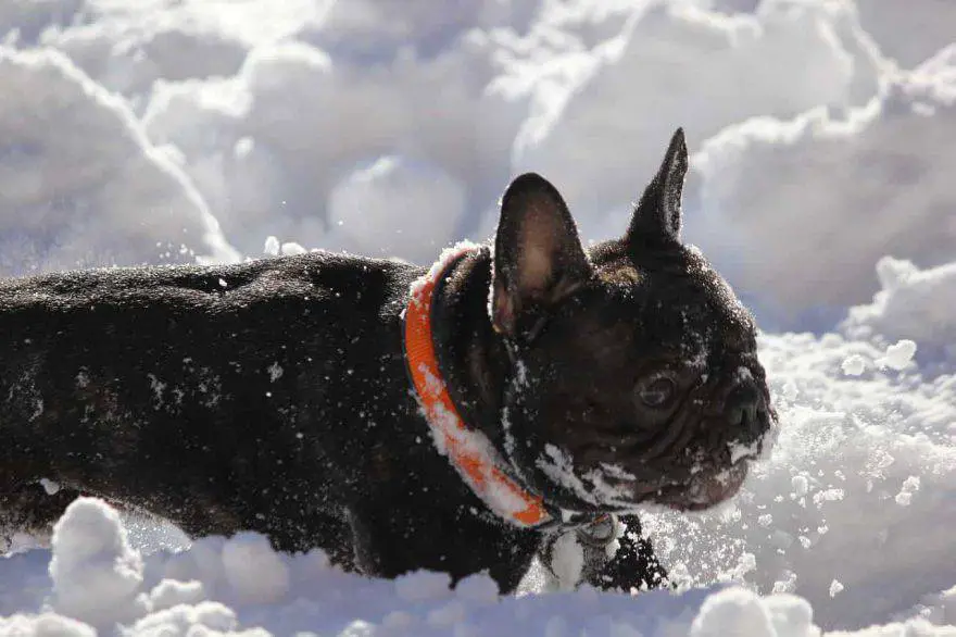 bulldog de nieve fría