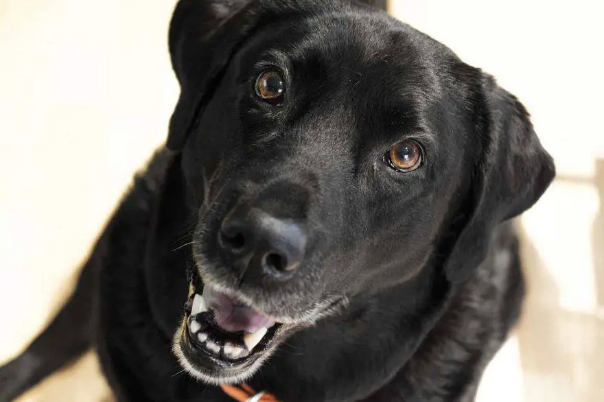 perro se ríe