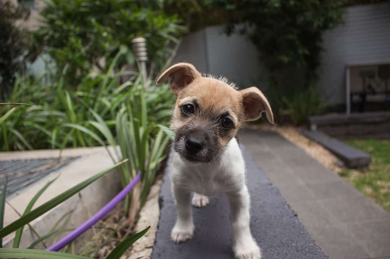 cabeza de perro inclinada mientras nos comunicamos