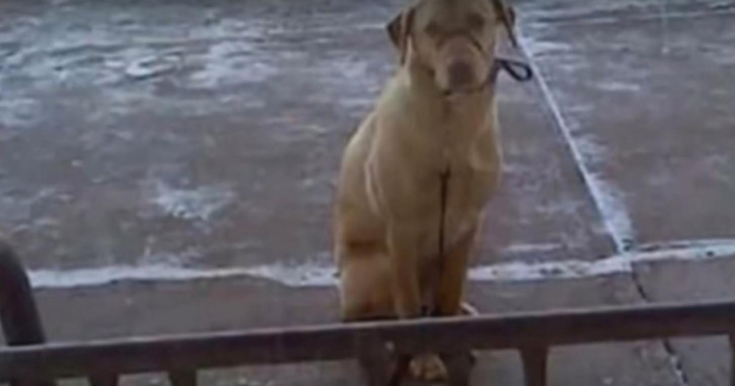 La sal anticongelante es un problema para las patas del perro