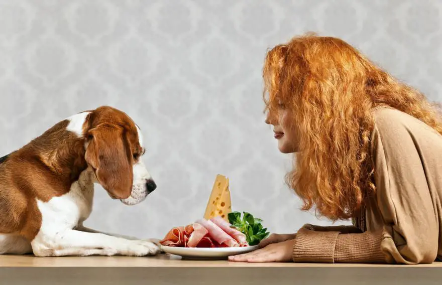 Alimentando al perro