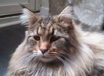 gato-del-bosque-noruego-2