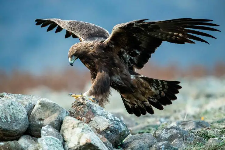 El águila: que come, donde vive, características y curiosidades - Vida con  Mascotas ▷➡️