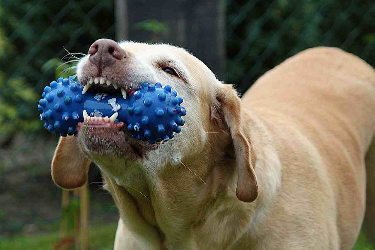 Aditivo metodología datos El perro se comió el plástico: riesgos y remedios - Vida con Mascotas ▷➡️