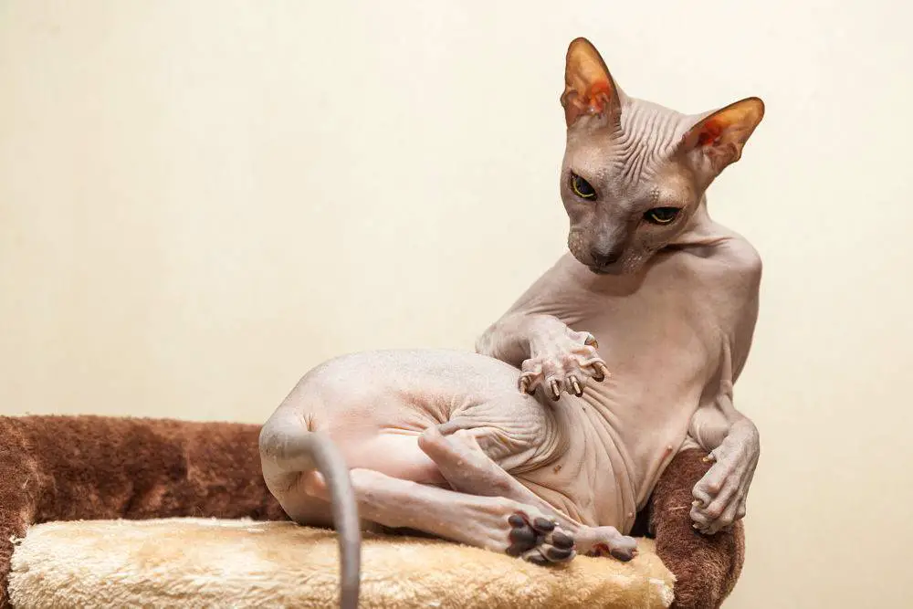 esfinge