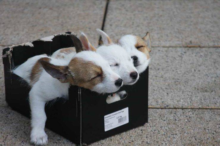 nombres de perros con c
