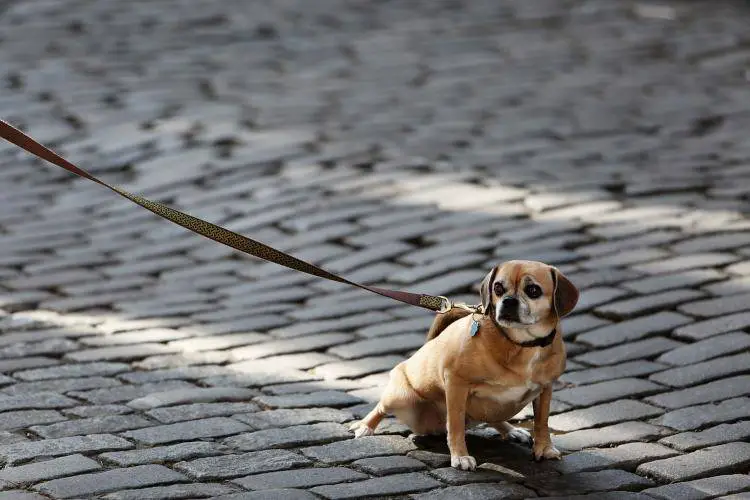 el perro tiene miedo de otros perros