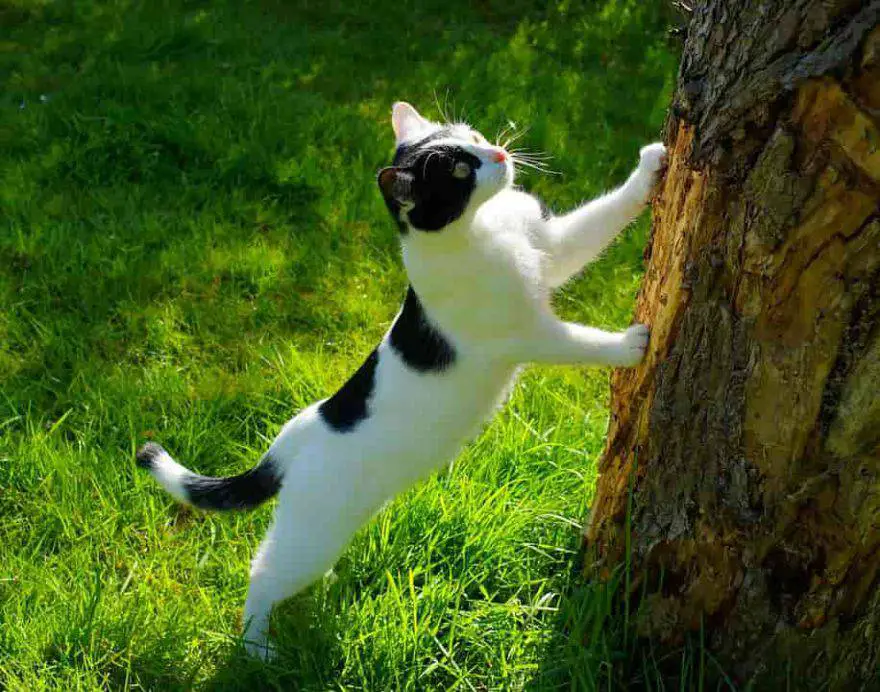gato de primavera al aire libre