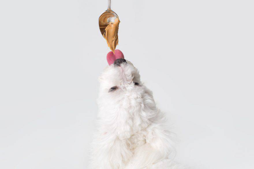 mantequilla de maní y perro