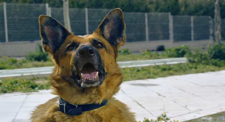 nombres de perros femeninos y masculinos con R (Fuente Pixabay)
