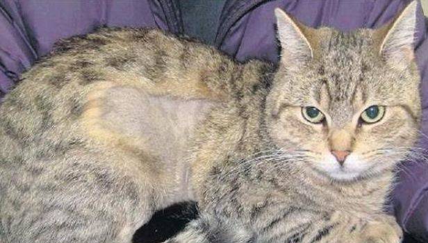 pérdida de pelo de gato
