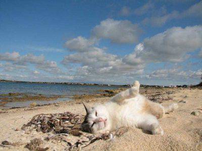 gatos en el sol