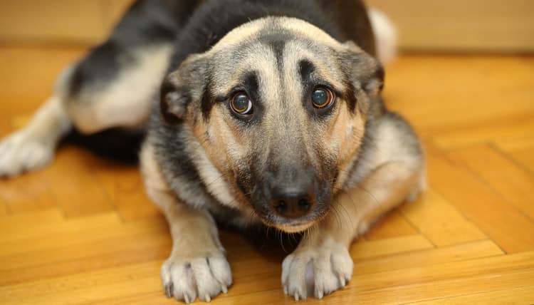 perro de miedo genético