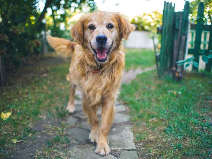 Aplicación de salud para perros smartosso tecnología italiana