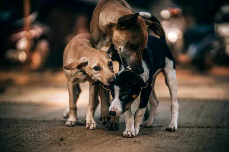 Stray (Foto Pixabay)