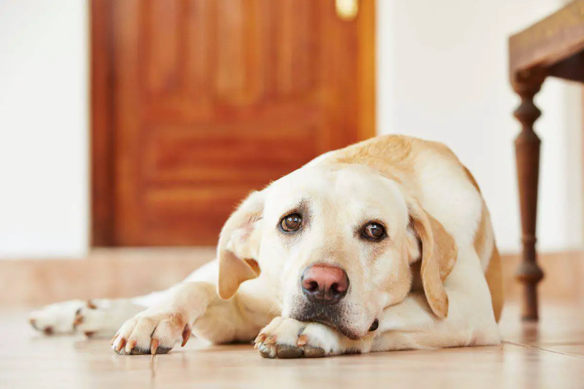 Perro Ansioso Consejos Y Remedios Para La Ansiedad En Perros Vida