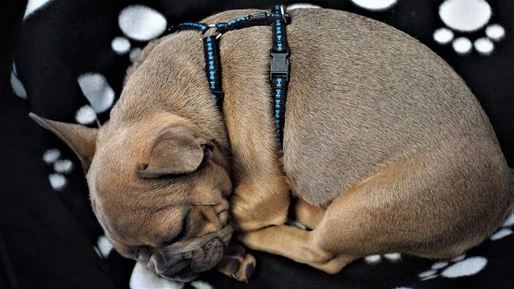 Raquitismo En Perros Y Gatos Síntomas Causas Y Remedios Vida Con Mascotas ️