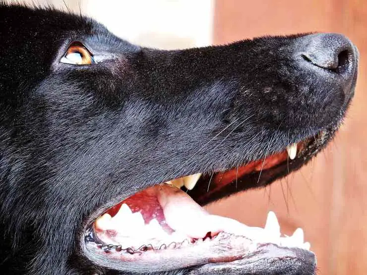 Educar al perro