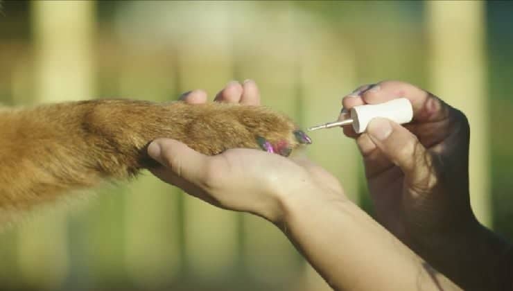 tratamientos de belleza para perros si o no