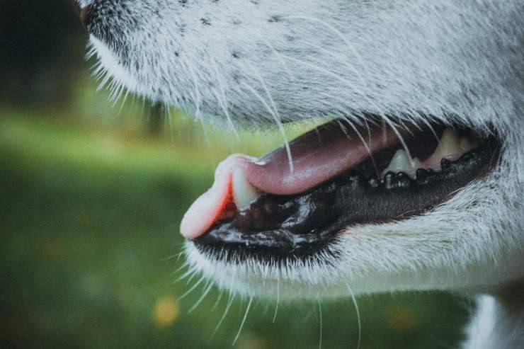 Cuidado dental