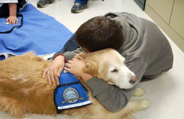 Perros En El Hospital: Lo Que Dice La Ley Sobre Su Ingreso - Vida Con ...