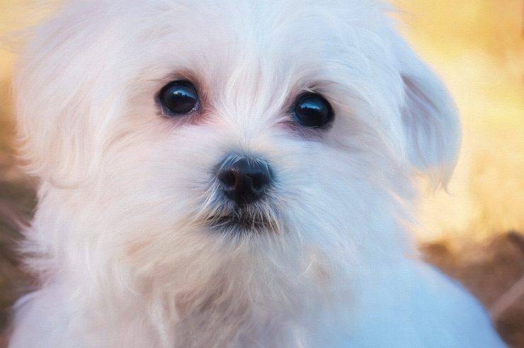 remedios naturales para perros con glaucoma
