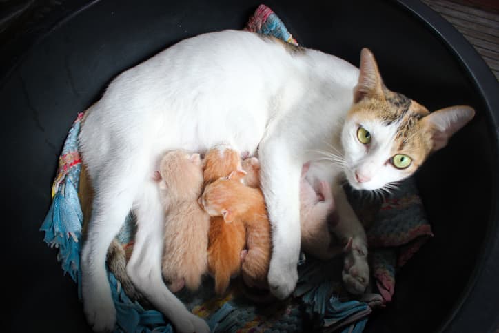 gato dando a luz amamantando