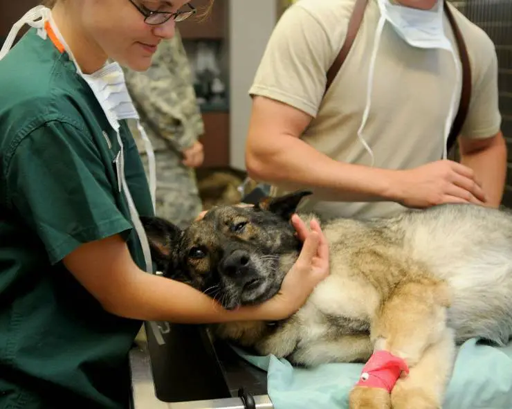 Perro en el veterinario