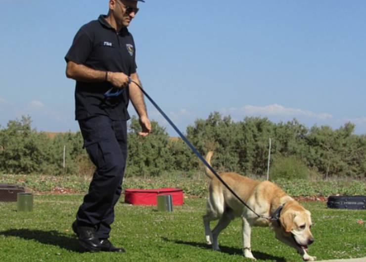 Labrador