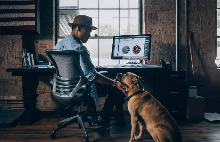 Trabajo inteligente con el perro