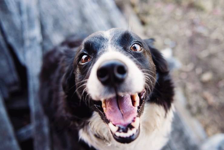 primero adoptar perro