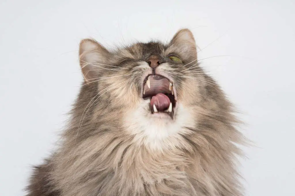 Tos en el gato