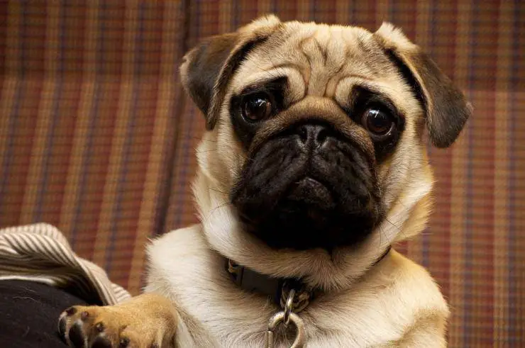 Perros mossoides