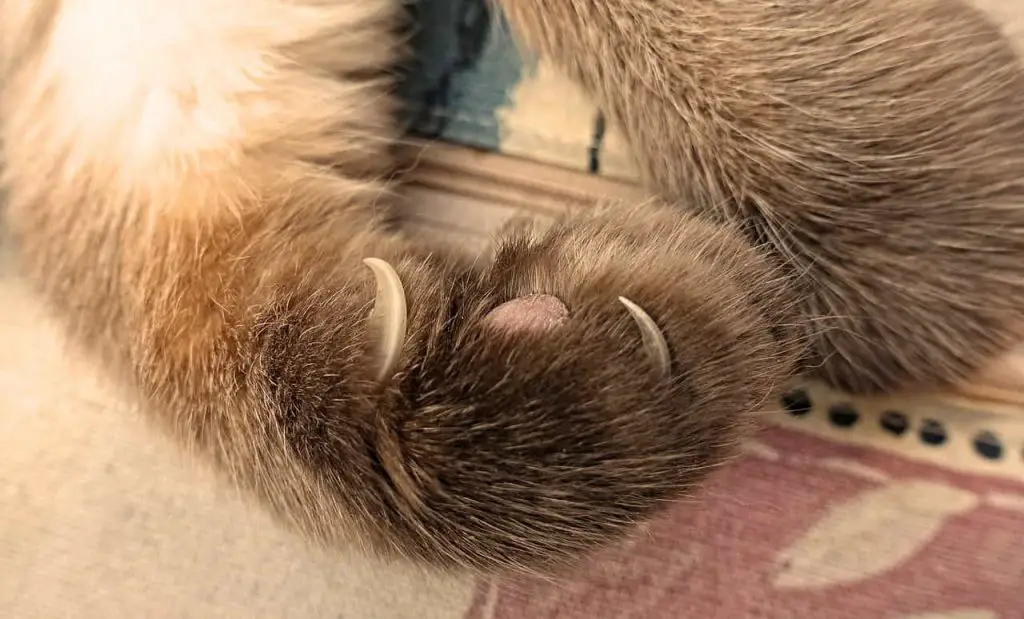 Como Hacer Que Mi Gato No Saque Las Uñas
