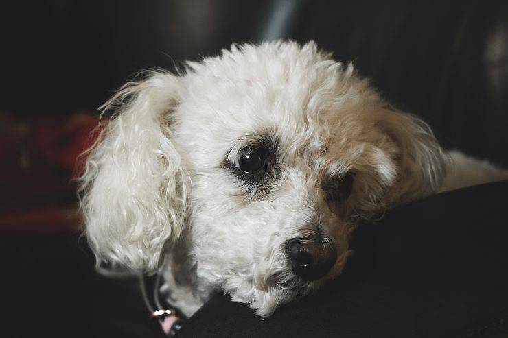 Razas de perros más cariñosos