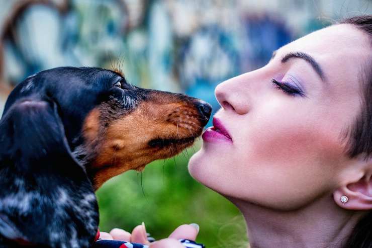 Un perro salchicha cariñoso (Foto Pixabay)