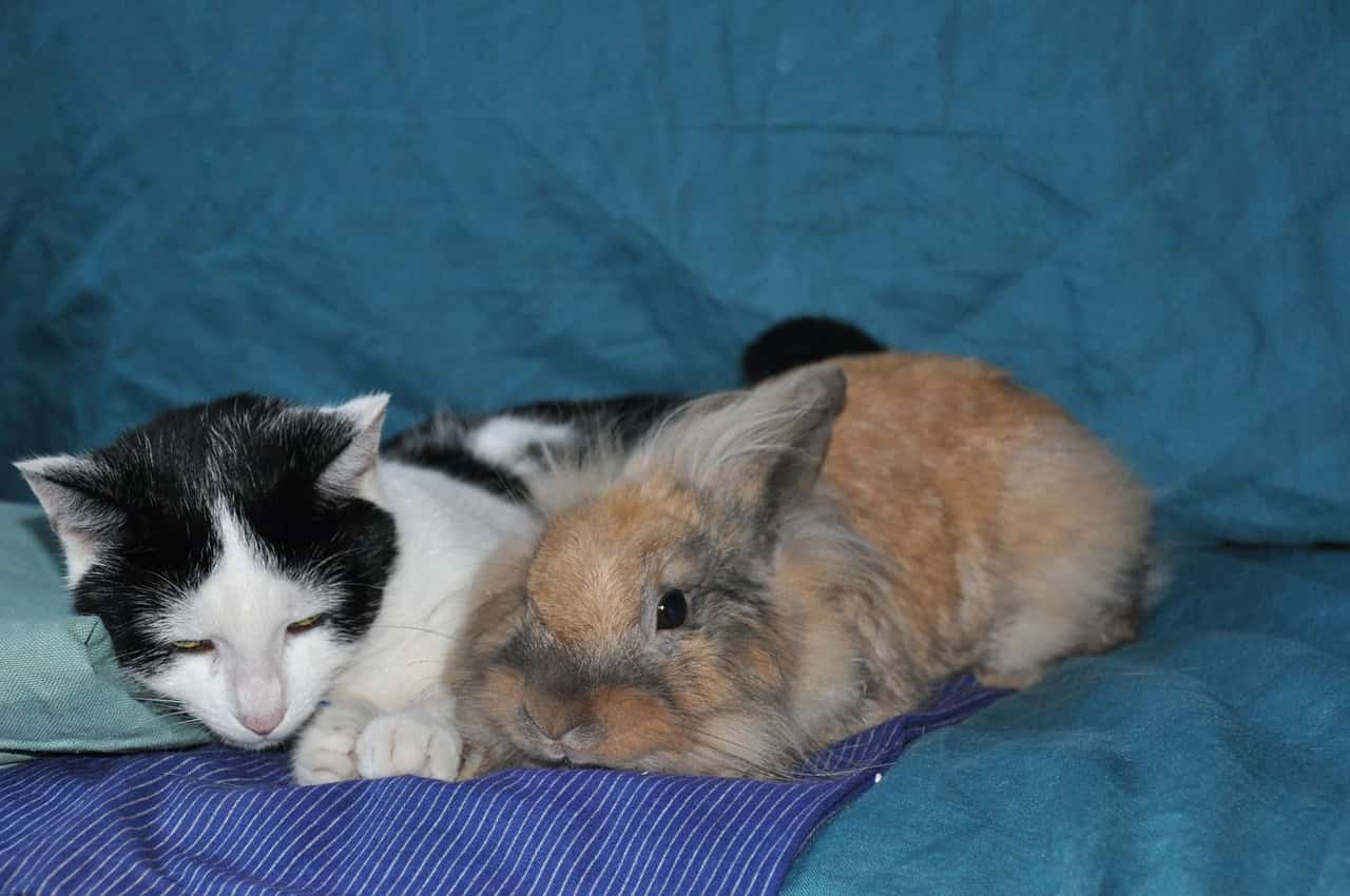 Conejo gato convivencia