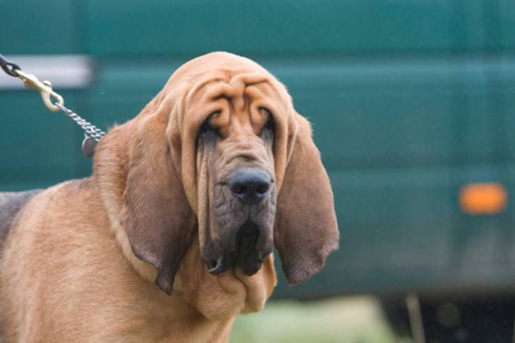 Un sabueso, oh Chien de Saint-Hubert