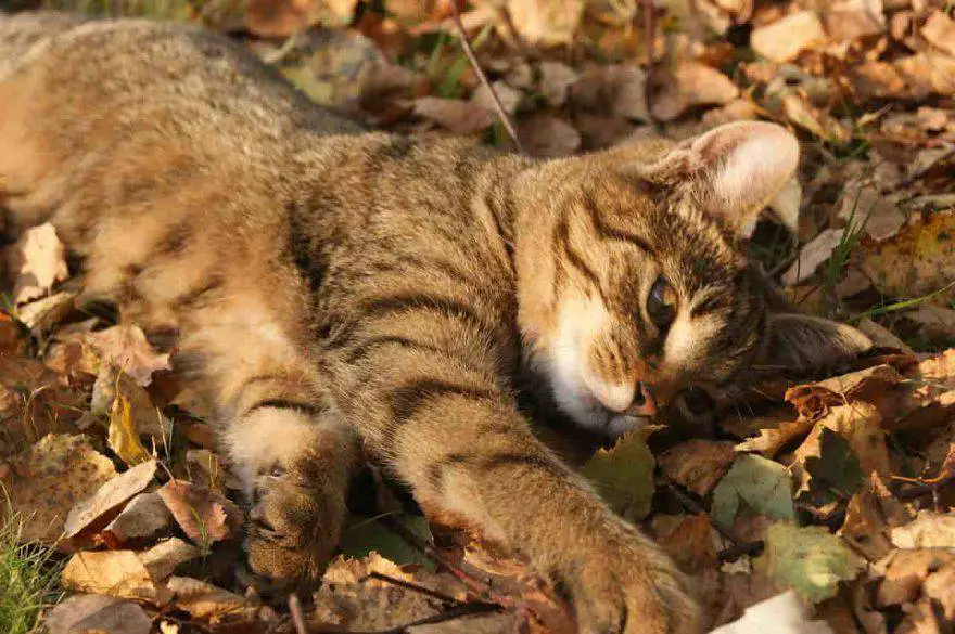 gato de otoño