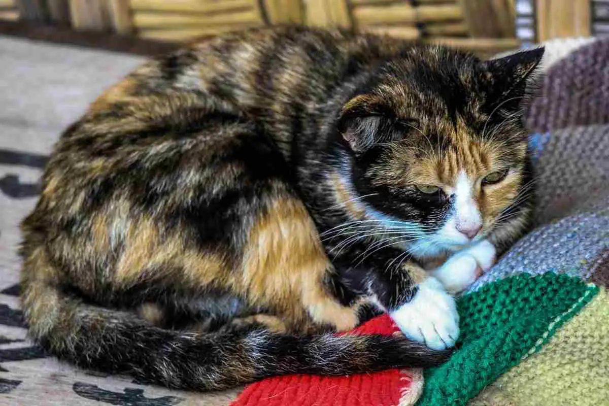 el gato recoge la cola frente a las patas (foto Pixabay)
