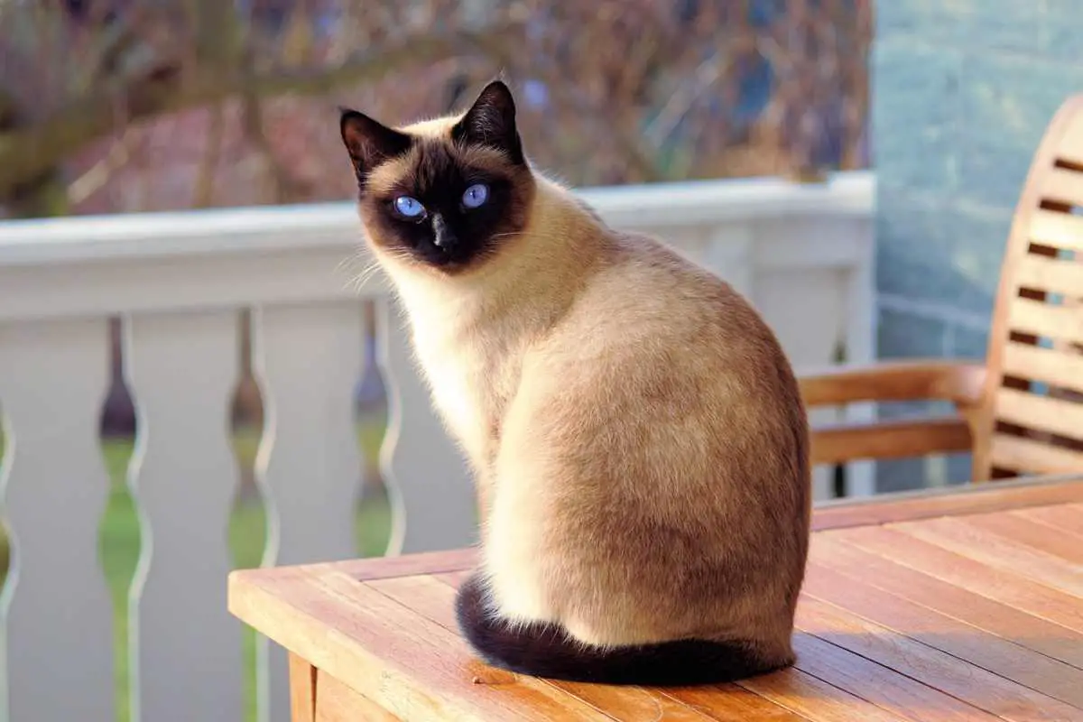 el gato recoge la cola frente a las patas (foto Pixabay)