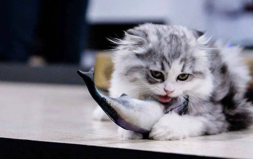Gato come pescado
